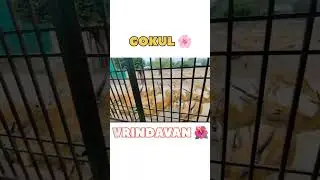 GOKUL MATHURA ❤️#youtubeshorts #shorts