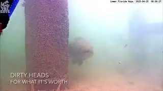 Curious Grouper Watching Camera Cleaner 4/25/23 