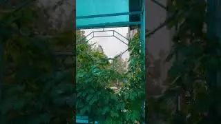 #дождь #жизньДождь #Зонтик #дождь #зонтик  #дагестан