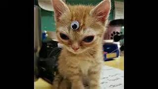 CAT OF THE DAY FANCAM 4