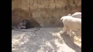 Kurt boğan kangal
