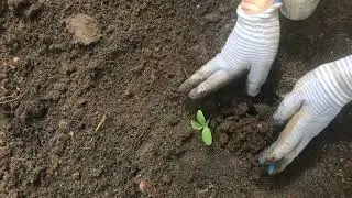 How to plant cucumber seedlings in open ground