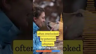 Super Shy Shelter Doggo FLIPS OUT When He Has Been Adopted! #shorts #dogs #shelter  (OctaDog.com)
