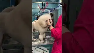 Как здесь оказалась собака?