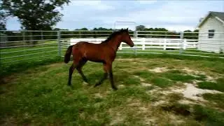 Gaited Morgan filly Bay 2018 Missouri Morgans