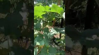 #ВиноградникЕлисеевых