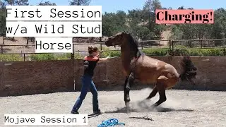 First Session w/a Wild Horse - CHARGING! | Mojave Stud Session 1