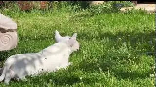 Eli VS a Wood Pigeon  Who Will Win