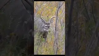 When time stands still.. #deerhunt #deerhunting #buckdeer #hunting #deer #bigbucks #archery