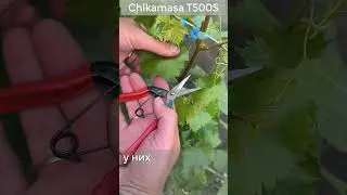 Удаление усов и пасынков на винограде #виноград #роман_тур #garden #chikamasa #сорта_винограда