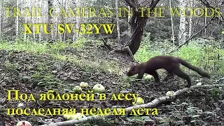 Последняя неделя лета под лесной яблоней (1)