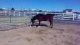 Arabian Mare Jazz Music