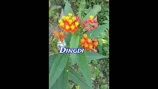 Mizo Thei hrang hrangte