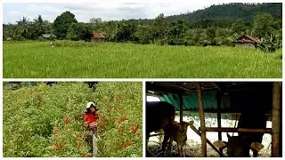 Senyuman Wanita Bali Tangguh Dalam Pesona Alami Bali