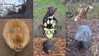 My First Time Visiting Tasmania Zoo | Capybaras, Devils, and More!