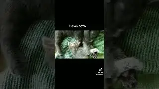 Феликс и Фиксик