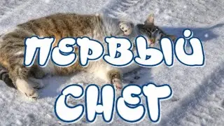 Утром Кот принёс на лапах ПЕРВЫЙ СНЕГ 🎶Очень красивая песня🎶 Музыкальный клип для друзей