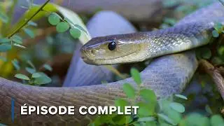 Chasseurs vénéneux : Serpents, Araignées & Scorpions | Griffes et mâchoires d'Afrique 102