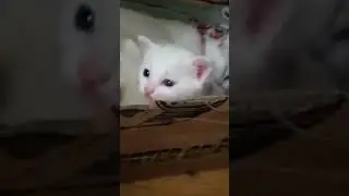 MB - litle Cat