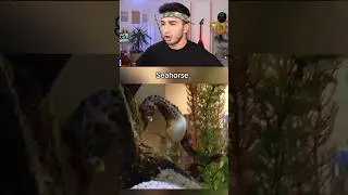 HAMİLE HAYVANLAR NASIL GÖRÜNÜYOR 😂