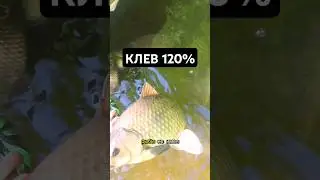 Как наловить рыбы не имея червя, опарыша и мотыля? #рыболовная #рыбалка