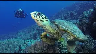 Diving safari in deep south of Red sea.
