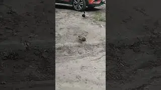 Утки в городе гуляют.