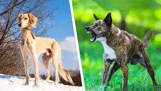 30 Dogs FACTS You Didn't Know! #5