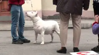 Dog Show Mono Bull terrier 2014/05/25 p16 (591)