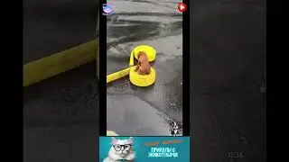 приколы с животными , смешные моменты , коты и собаки  , смех до слез #cat #dogs #animals