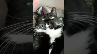 Maxwell Cat, is that you?