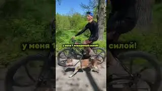 Стаффорд на велопробеге #shorts #staff #shortvideo