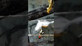 😱 Dia berpikir bagaimana mencabutnya..? indahnya kehidupan satwa liar