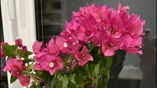 Как укоренить бугенвиллею, или как в народе бугенвиллИю😊