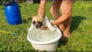 Французский бульдог Варя открывает купальный сезон! French bulldog Varya opens the bathing season
