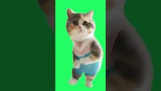 Cat Dance | Green Screen #greenscreen #short #shorts #shortsvideo #cat #cats