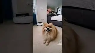 Шпиц выполняет команды под музыку!