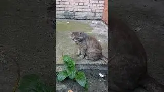Наш старичок Кеша.