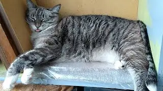 Очень красивый и аккуратный Беляшик