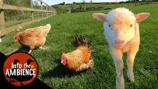 Relax on the Farm - Nature Relaxation Video