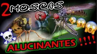 DOS MOSCAS ALUCINANTES (Cyrtus gibbus + Hybos culiciformis + BONUS SPIDER)