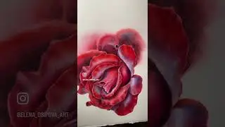 Роза акварелью
