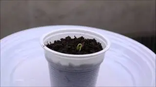 Habanero Red - Time Lapse