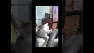 AHHH YOU MAD 🤪(Hilarious McDonalds arguement)    #catmemes
