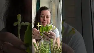 Обучила сотни людей, и вас обучу художественному литью. Ссылка в комментариях #ботаническийбарельеф