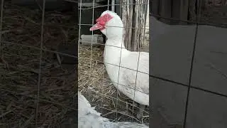 Мужской разговор селезней 