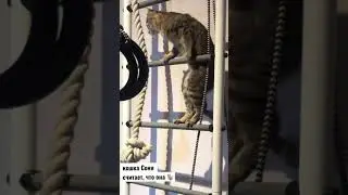 кошка Соня думает, что она 🐒