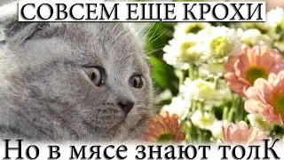 British kittens are cute, funny, funny fluffy balls
