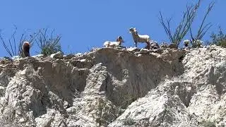 Big Horn Sheep Borrego Desert Rare to see them 4/7/23￼