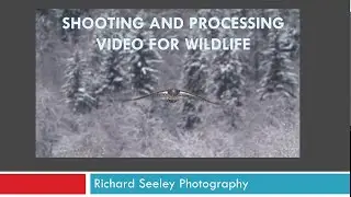 Shooting and Processing Video of Wildlife